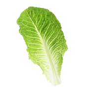 lechuga italiana